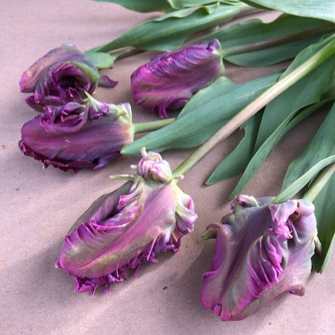 tulips