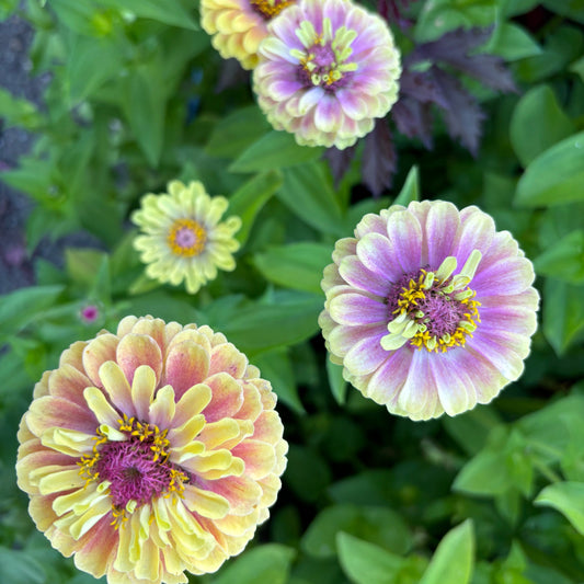 Zinnia - Queen Lime/ Queen Lime Blush