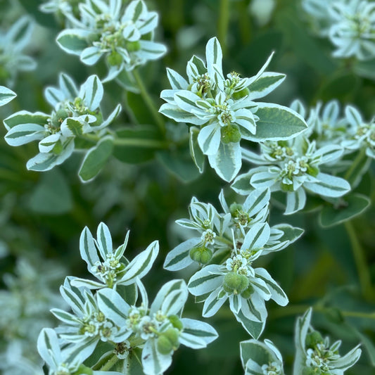 euphorbia snow on the mountain