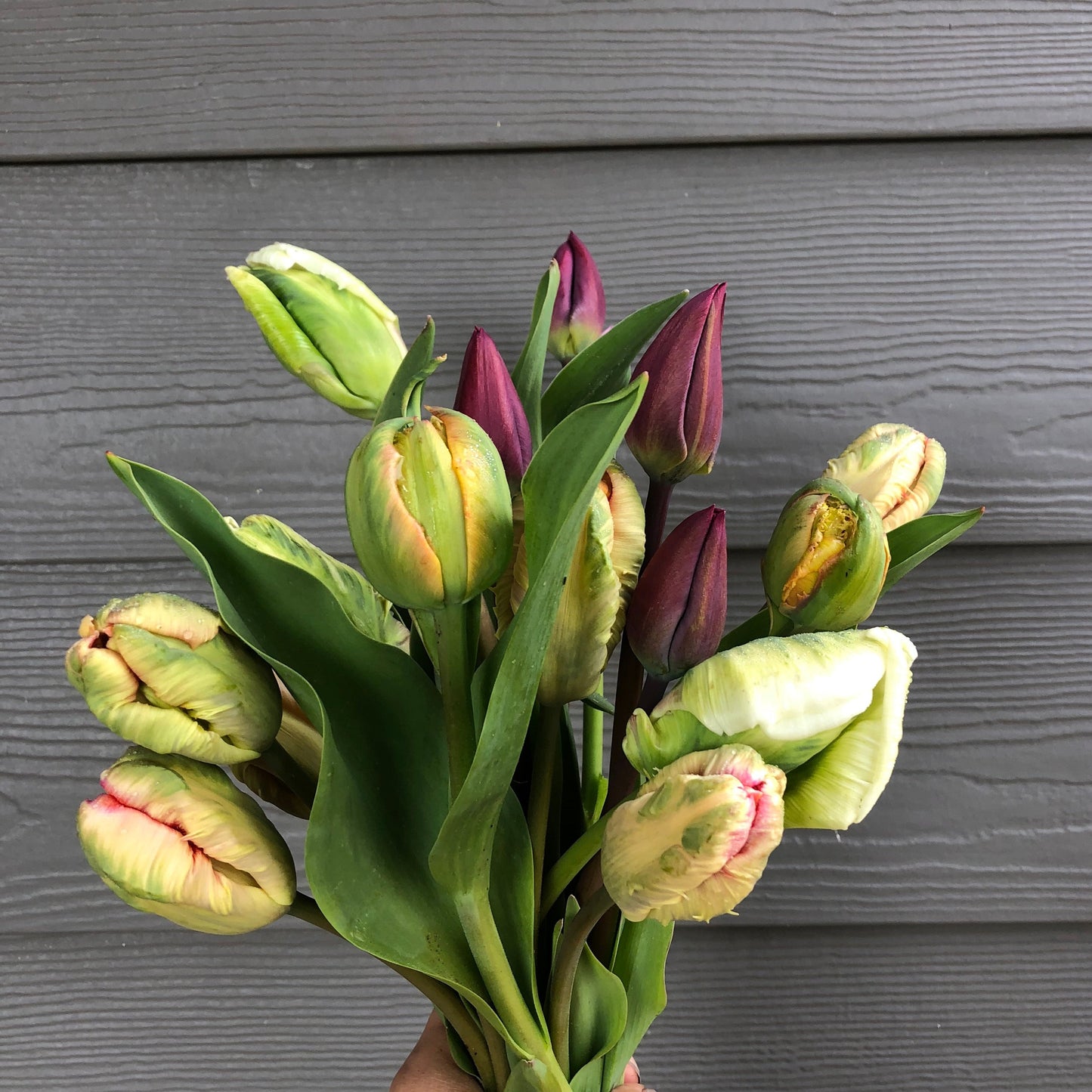 Tulips