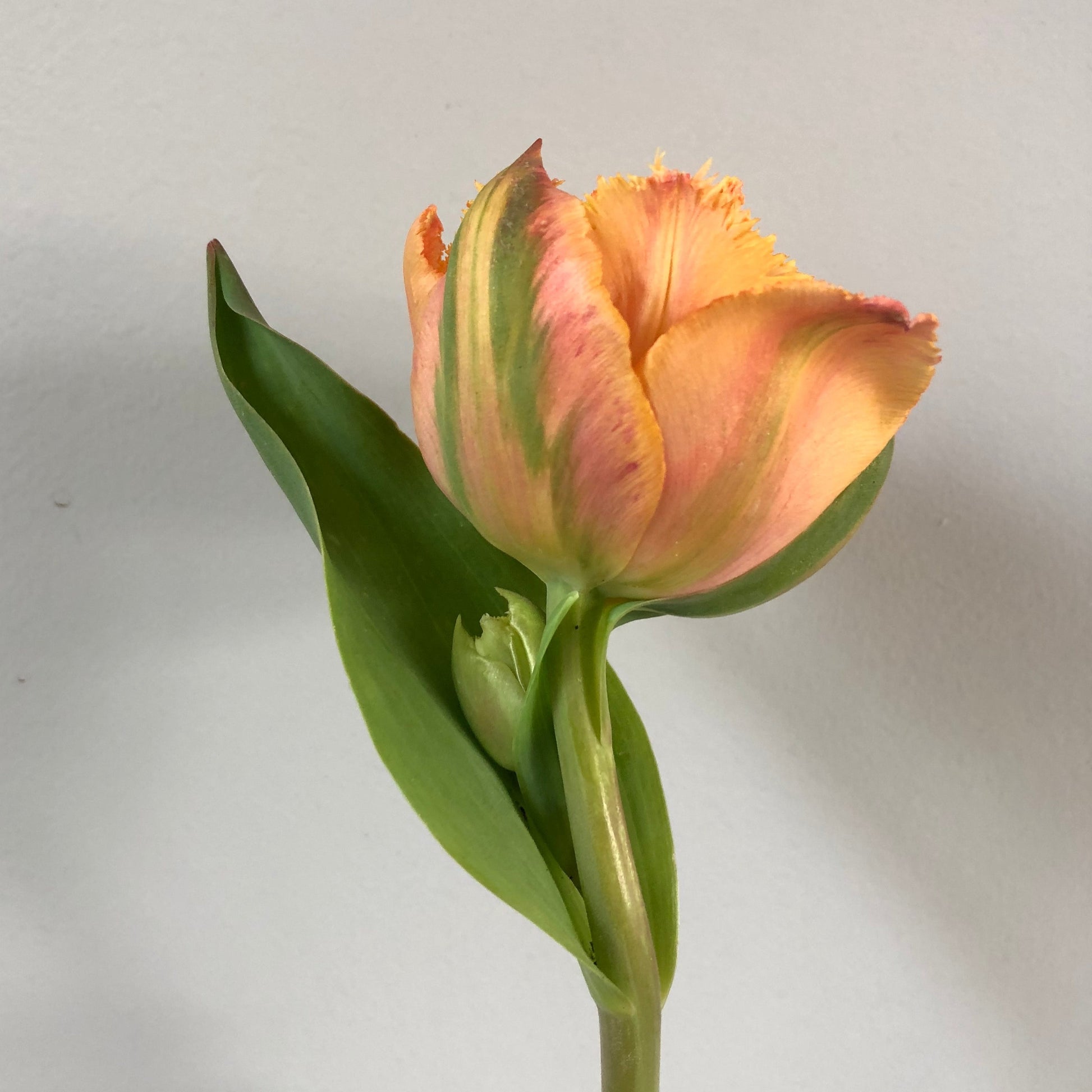 Apricot Parrot Tulip Bunch